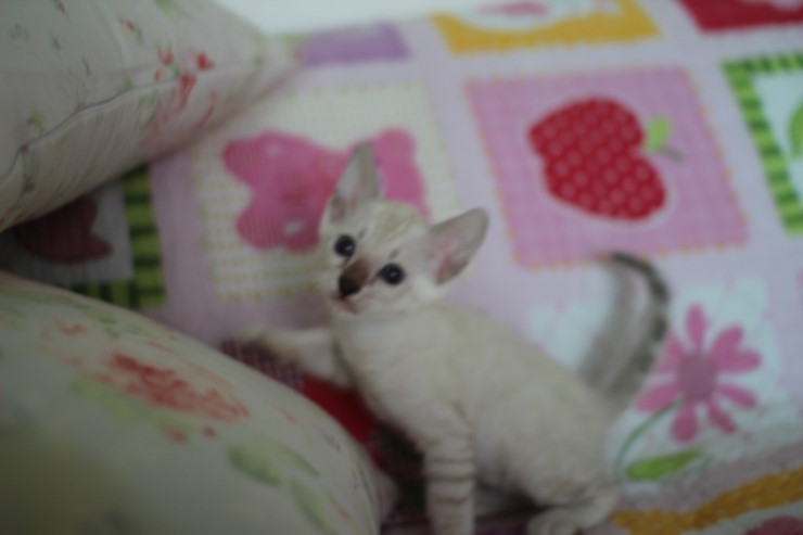 스노우뱅갈고양이 꼬맹이 여아예요~ 관련 이미지 2