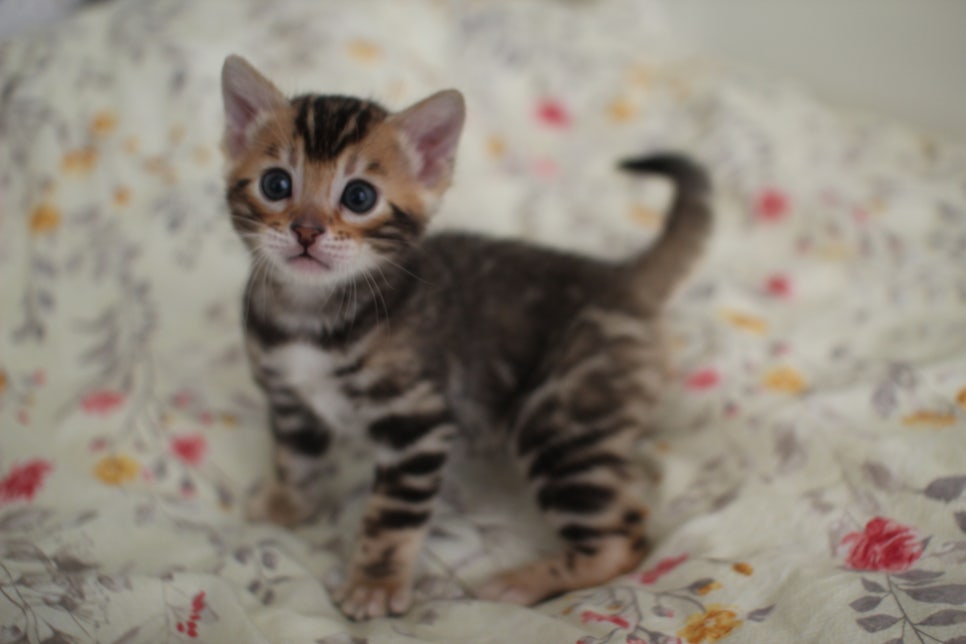 뱅갈고양이 꼬맹이 하루하루 쑥쑥 멋지게 성장중~ 관련 이미지 4