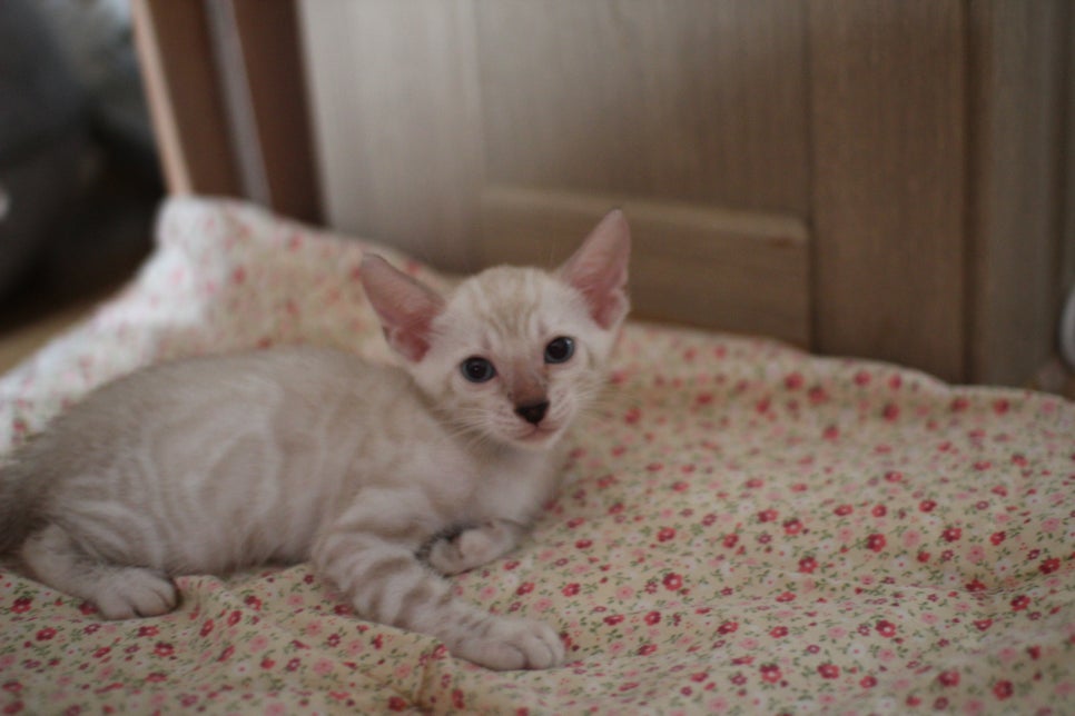 스노우뱅갈고양이 남아 분양해요~ 관련 이미지 6