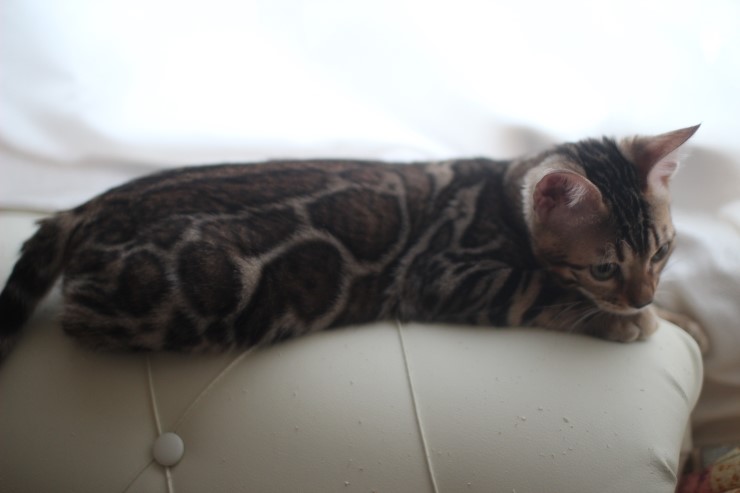 소유뱅갈캐터리는 외부교배를 하지 않습니다 관련 이미지 1