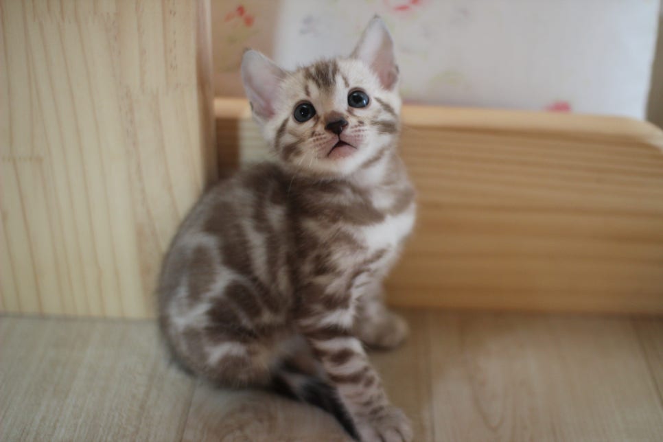 뱅갈고양이에 매력은 끝이 없어요! 관련 이미지 16