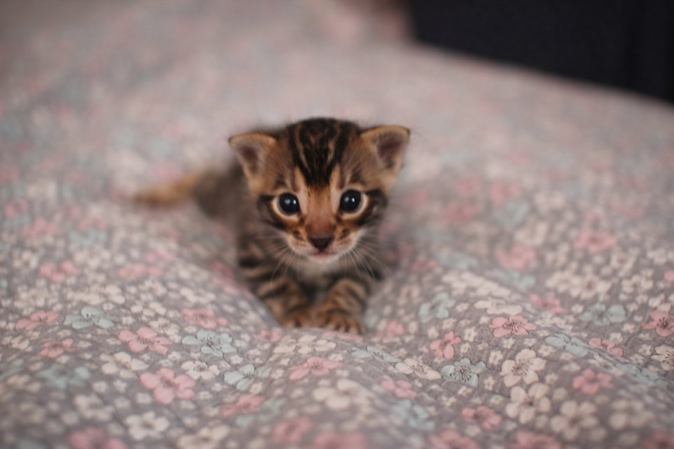 아기 뱅갈고양이 너무나 이쁜 아이~ 관련 이미지 13