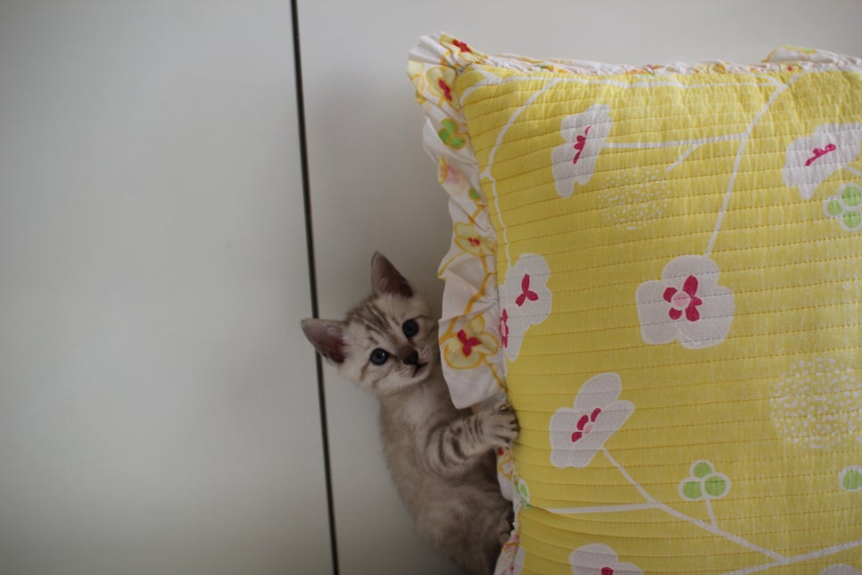 스노우뱅갈고양이 삼총사 분양해요~ 관련 이미지 18