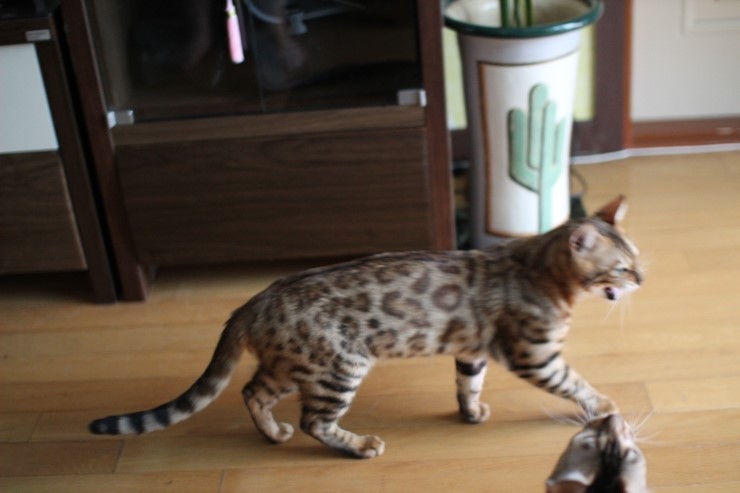 우리집 미남 레이~ 관련 이미지 4