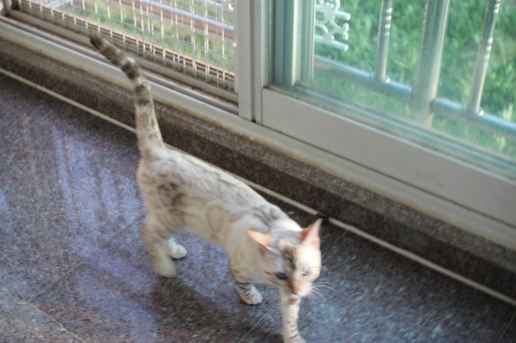 뱅갈고양이 키나와 스텔라 입니다~ 관련 이미지 9