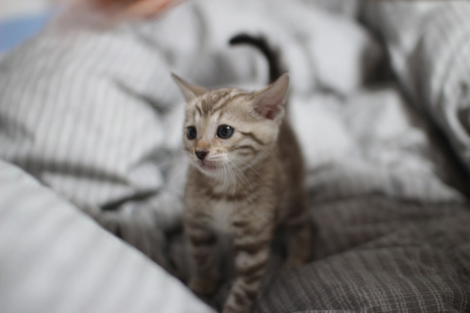 포동포동 귀여운 돼지 실밍크뱅갈고양이 여아예요~ 관련 이미지 6