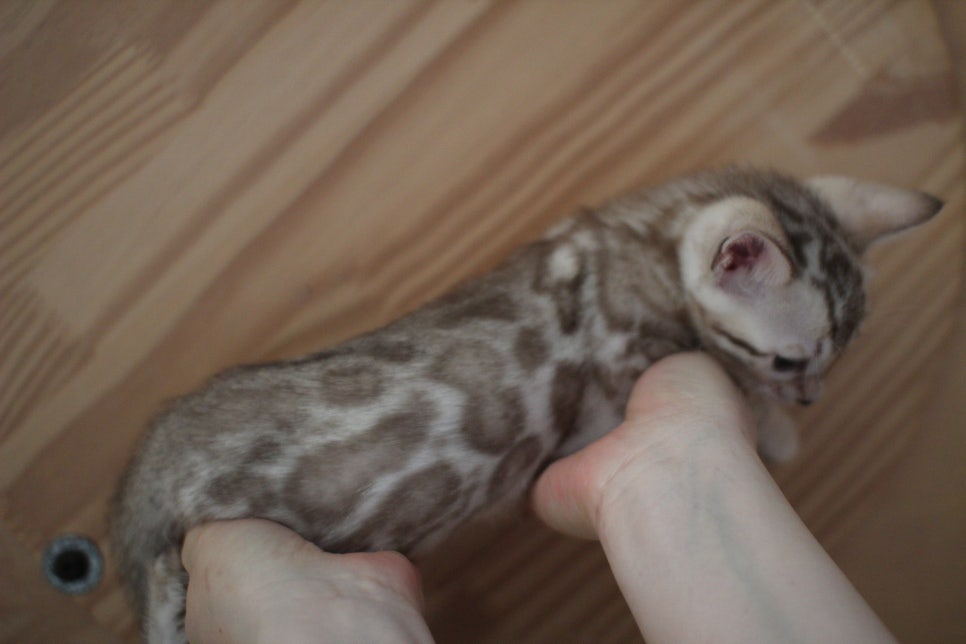 말괄량이 실밍크뱅갈고양이 여아예요~ 관련 이미지 2