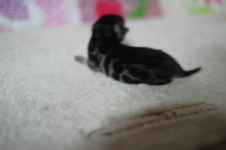 실버뱅갈고양이 꼬물이 태어났어요 관련 이미지 4