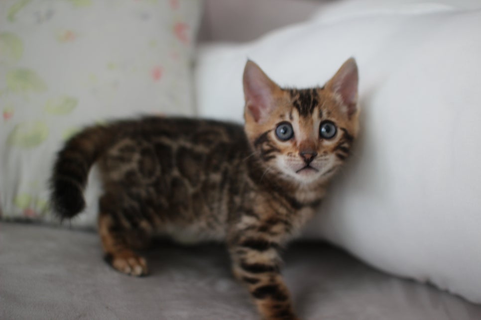 브라운뱅갈고양이 남아 분양해요~ 관련 이미지 7