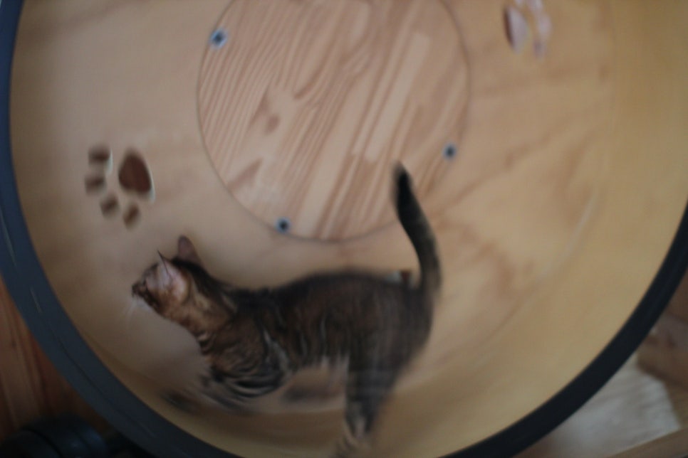 뱅갈고양이 남아 원탑군 완벽 적응후 한컷~ 관련 이미지 5