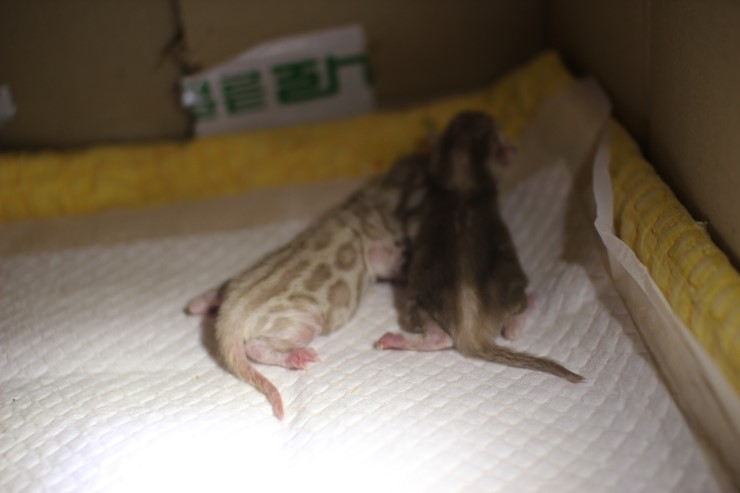 스노우 뱅갈고양이 출산 했어요~ 관련 이미지 7