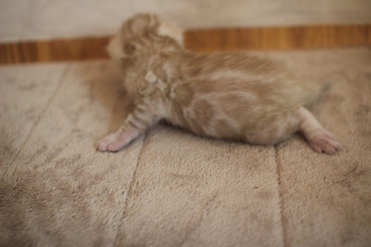 뱅갈고양이 6남매 꼬맹이들 성장 모습~ 관련 이미지 6