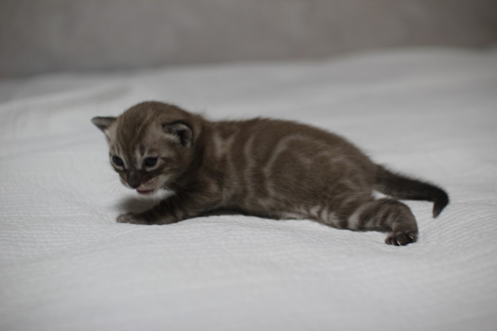 밍크차콜 뱅갈고양이 남아 분양 합니다~ 관련 이미지 4