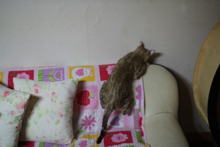 실밍크 뱅갈고양이 킹이예요~~ 관련 이미지 24