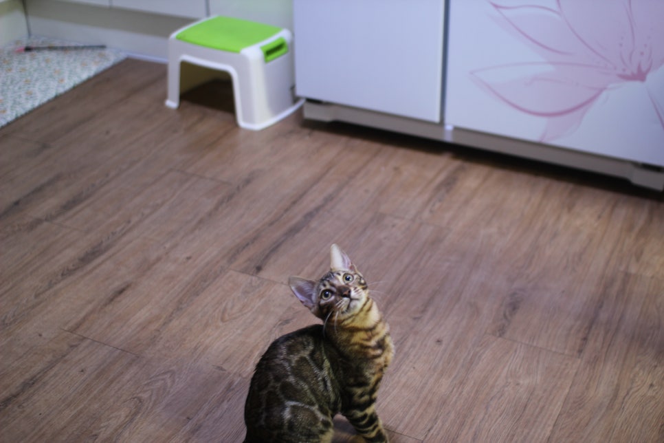 뱅갈고양이분양 요청 사진 입니다~ 관련 이미지 8