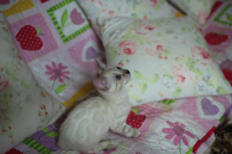 스노우뱅갈고양이 여아들 이쁘고 건강히 성장하고 있어요~ 관련 이미지 10