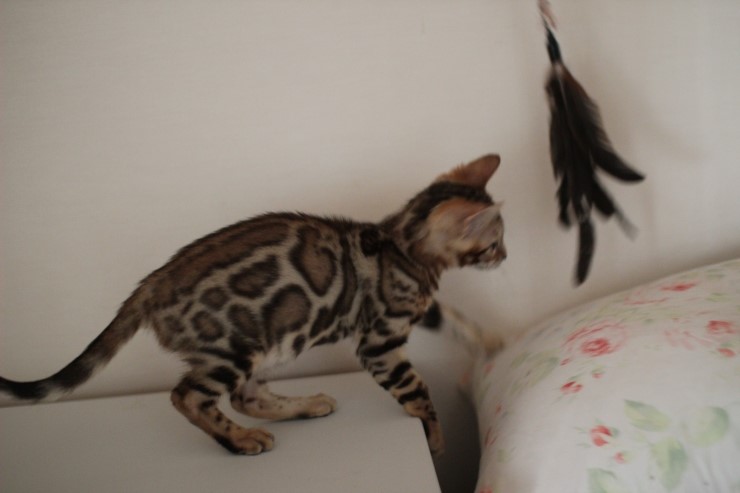 뱅갈고양이 남아 레모나 분양해요 ~ ^^ 관련 이미지 3