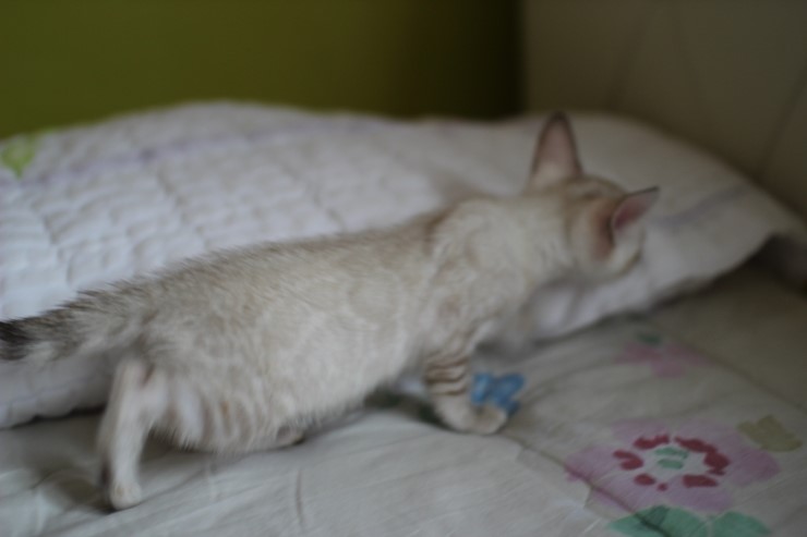 실링스 뱅갈고양이 키퍼 여아 입니다^^ 관련 이미지 1