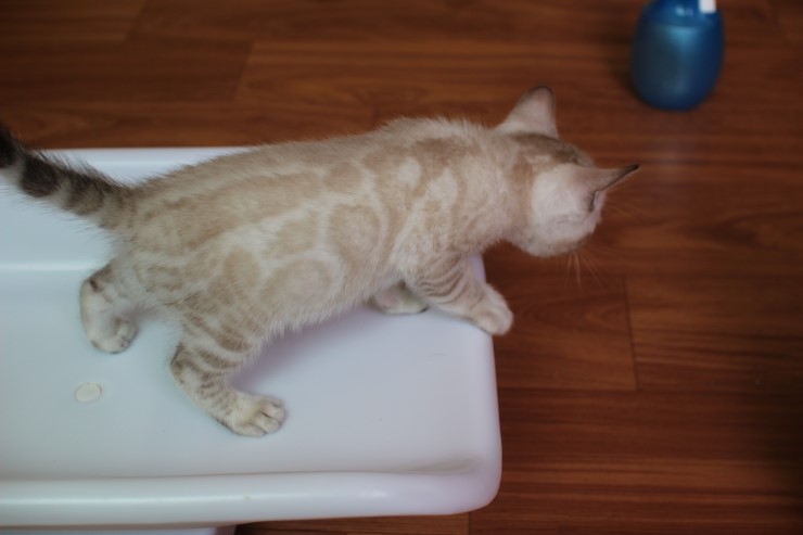 스노우 뱅갈고양이 밍돌이와 키퍼 여아~ 관련 이미지 4