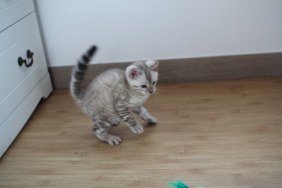 스노우뱅갈고양이 꼬맹이 신났네 신났어 관련 이미지 13