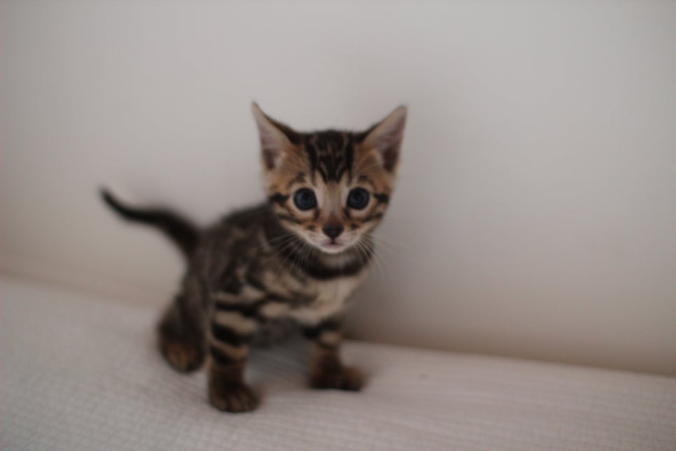 브라운과 실밍크 뱅갈고양이 여아 꼬맹이들 입니다~ 관련 이미지 4