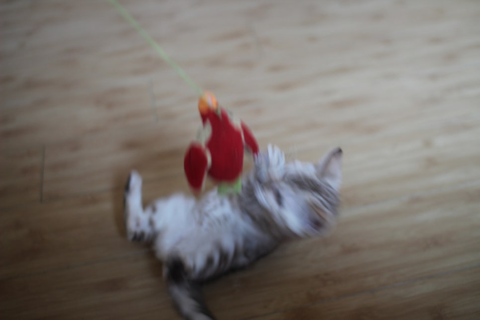 실밍크 뱅갈고양이 키퍼여아 애교가 끝내줘요~ 관련 이미지 3