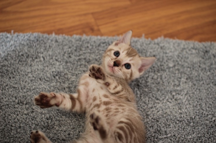 뱅갈고양이 분양 완전히 빠졌네 빠졌어~ 관련 이미지 1