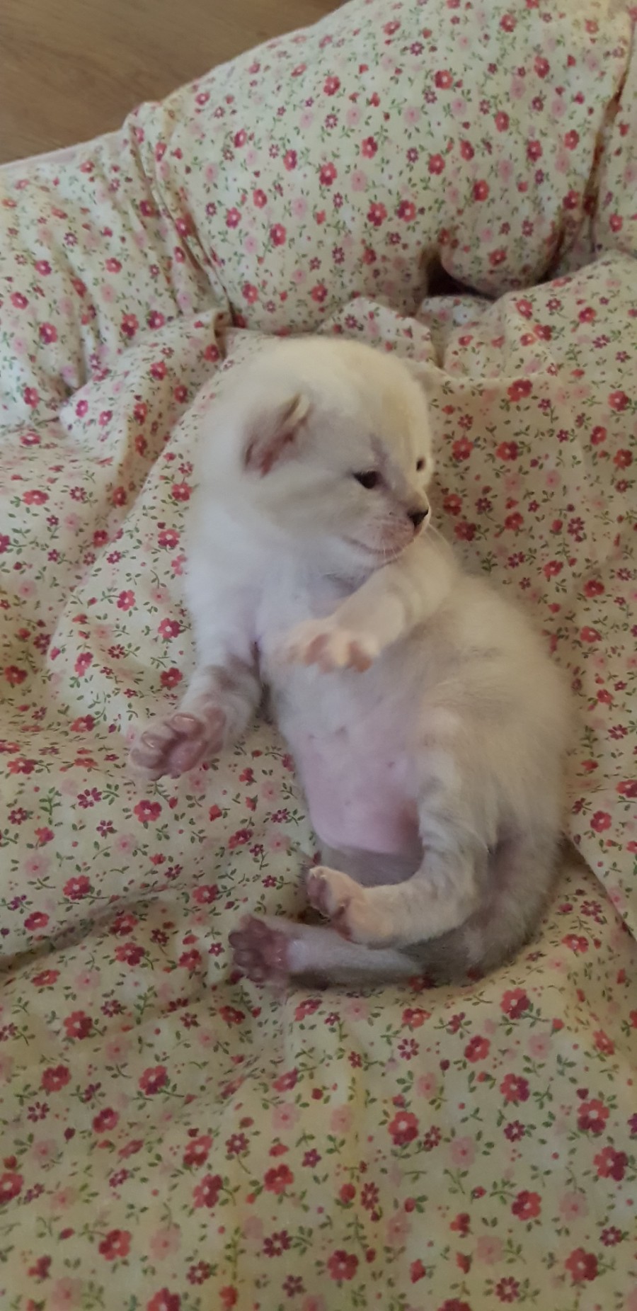 스노우뱅갈고양이 꼬맹이들 😍😍😍 관련 이미지 2