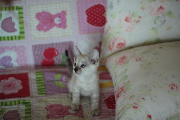 뱅갈고양이 분양 진정한 개냥이란? 관련 이미지 2