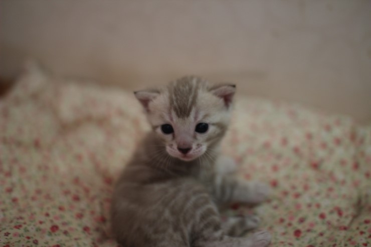 뱅갈고양이 분양 오묘한 매력에 칼라 스노우밍크 관련 이미지 1