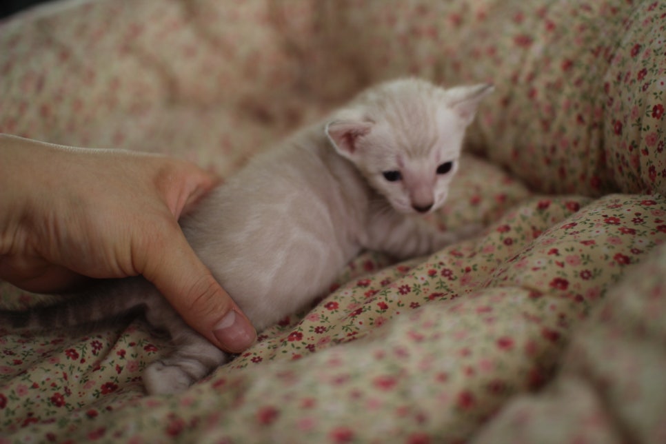 빅로젯이 이쁜 스노우뱅갈고양이 남아예요~ 관련 이미지 4