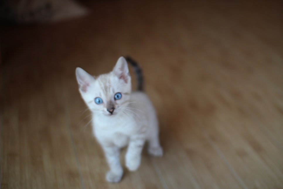 스노우뱅갈고양이 링스 남아 사진 입니다~ 관련 이미지 1