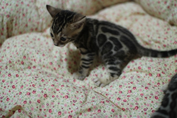 뱅갈고양이 분양 꼬맹이 자매예요~ 관련 이미지 7