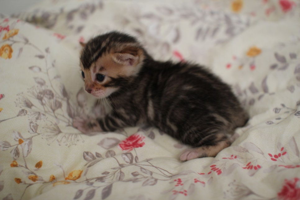 아가 뱅갈고양이 벌써부터 개냥이에 모습이~ 관련 이미지 15