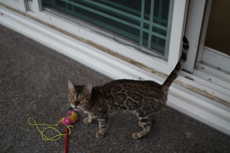 장난꾸러기 뱅갈고양이 리엔이예요~ 관련 이미지 4