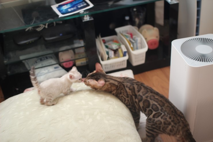 뱅갈고양이 레인이,영웅이,스텔라예요~ 관련 이미지 10