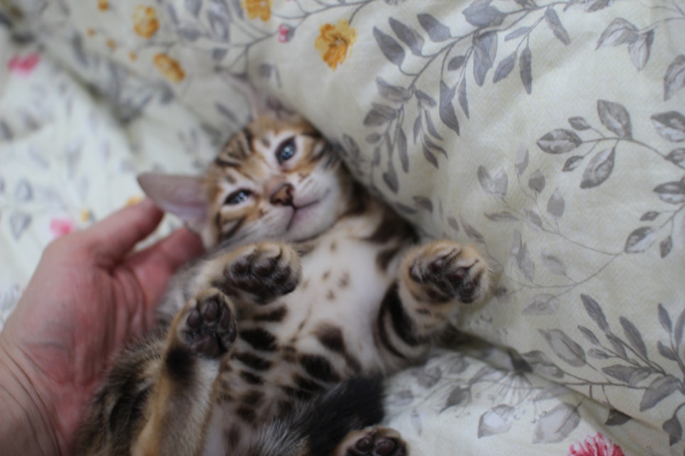 순종적인 성격에 브라운 뱅갈고양이 남아 분양해요~ 관련 이미지 6