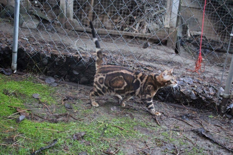 캐나다 야생 브라운 뱅갈고양이 ㅎㅎ~ 관련 이미지 1