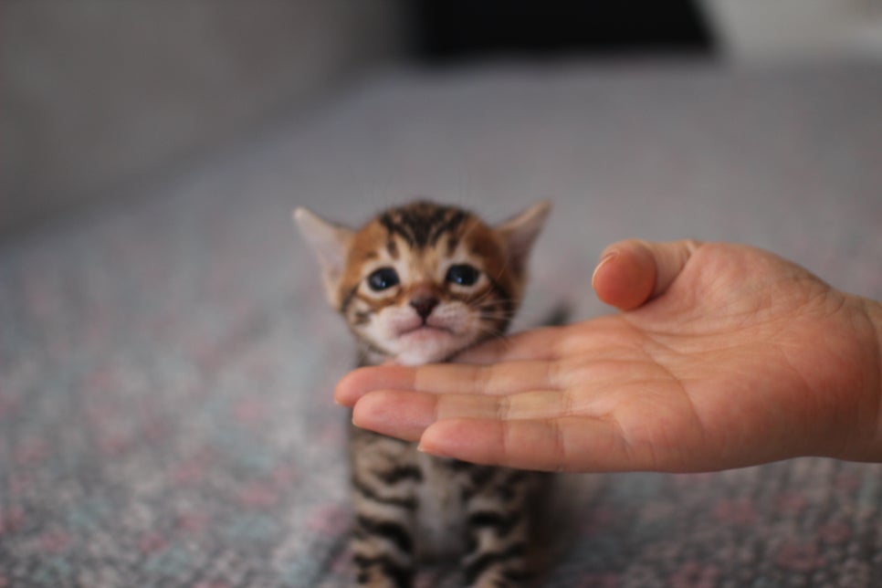 뱅갈고양이분양 동화속에 나오는 아이들! 관련 이미지 6