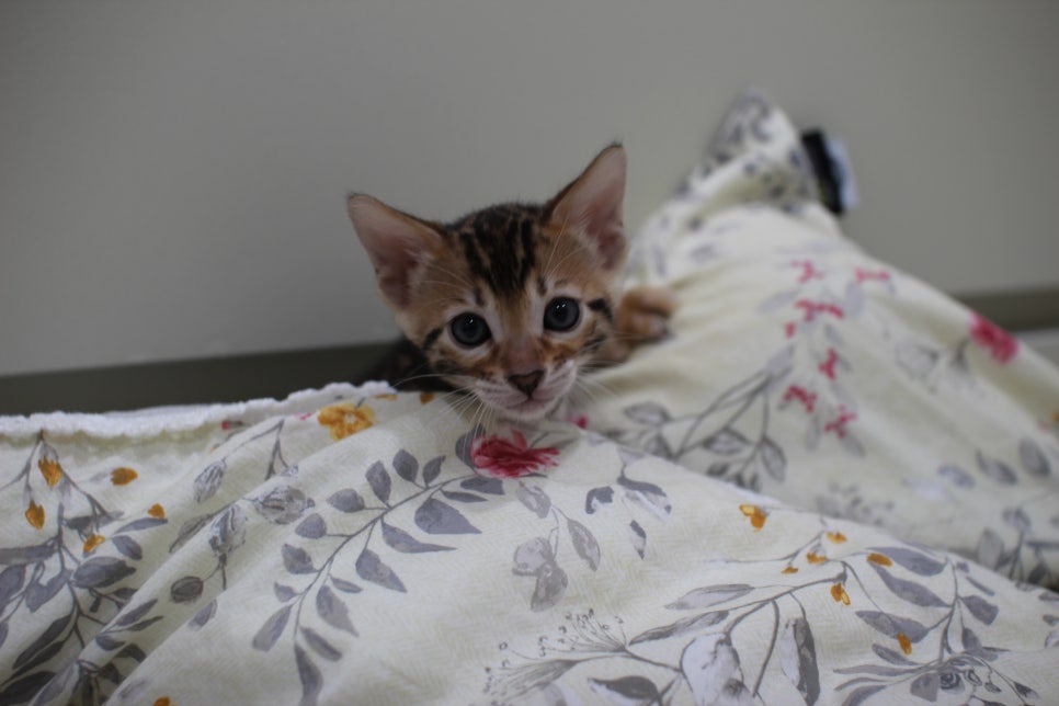 브라운 뱅갈고양이 자매 분양해요~ 관련 이미지 9