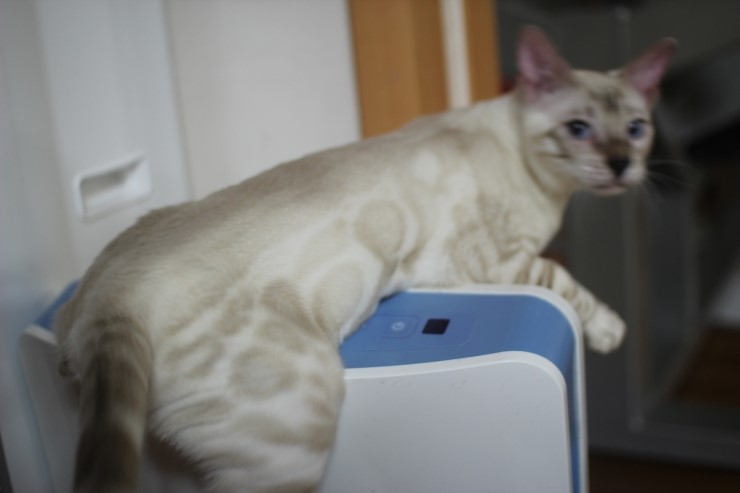 스노우 뱅갈고양이 밍돌이~ 관련 이미지 1