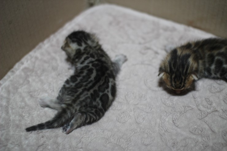 뱅갈고양이 자매 오늘 모습 입니다~ 관련 이미지 2