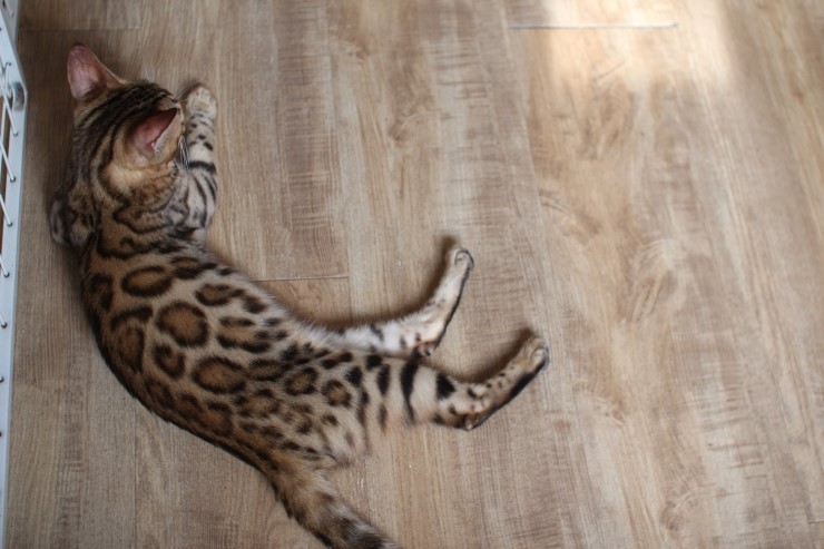 뱅갈고양이 숙자 없다 ~~ 관련 이미지 4