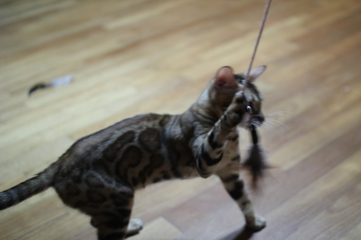 브라운 뱅갈고양이 세라예요~ 관련 이미지 8