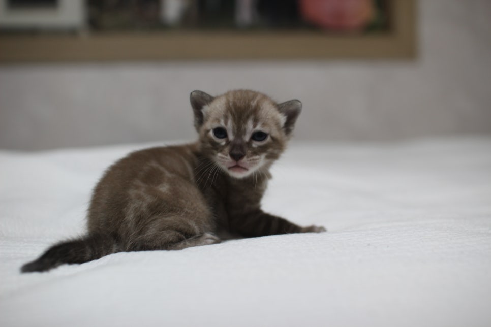 밍크차콜 뱅갈고양이 남아 분양 합니다~ 관련 이미지 1