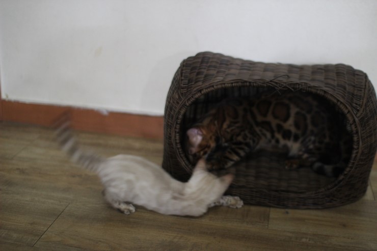 뱅갈고양이,뱅갈고양이 분양, 링컨이에 껌딱지 뱅갈고양이 초아~~~~ 관련 이미지 2