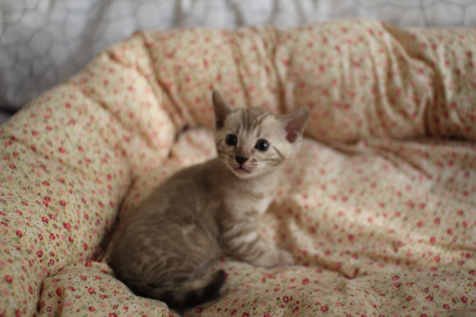 브라운,스노우뱅갈고양이 꼬맹이들 분양합니다~ 관련 이미지 7