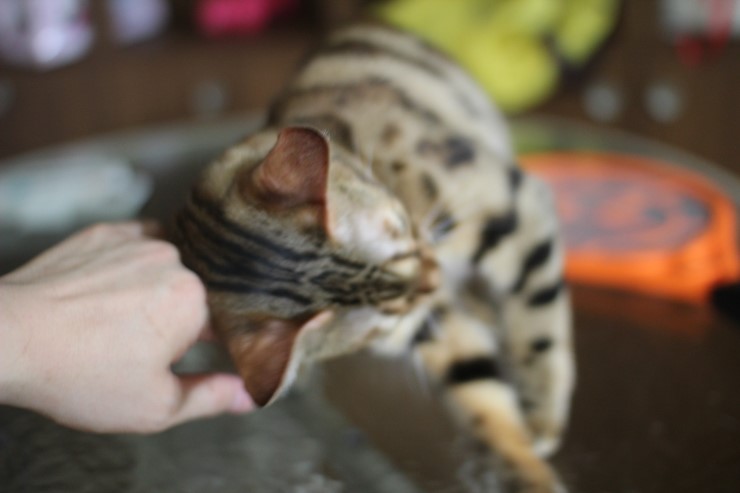 뱅갈고양이에 애교스러운 모습...이게 뱅갈고양이의 매력!!!!! 관련 이미지 5