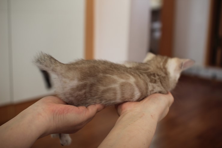 뱅갈고양이 분양 완전히 빠졌네 빠졌어~ 관련 이미지 16