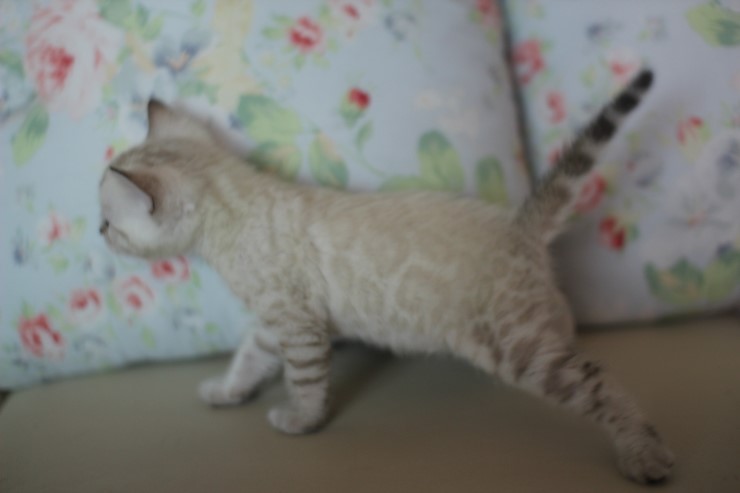 스노우 뱅갈고양이 흰둥이 예약 분양 합니다~ 관련 이미지 16